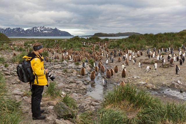 037 Zuid-Georgie, Salisbury Plains, koningspinguins.jpg